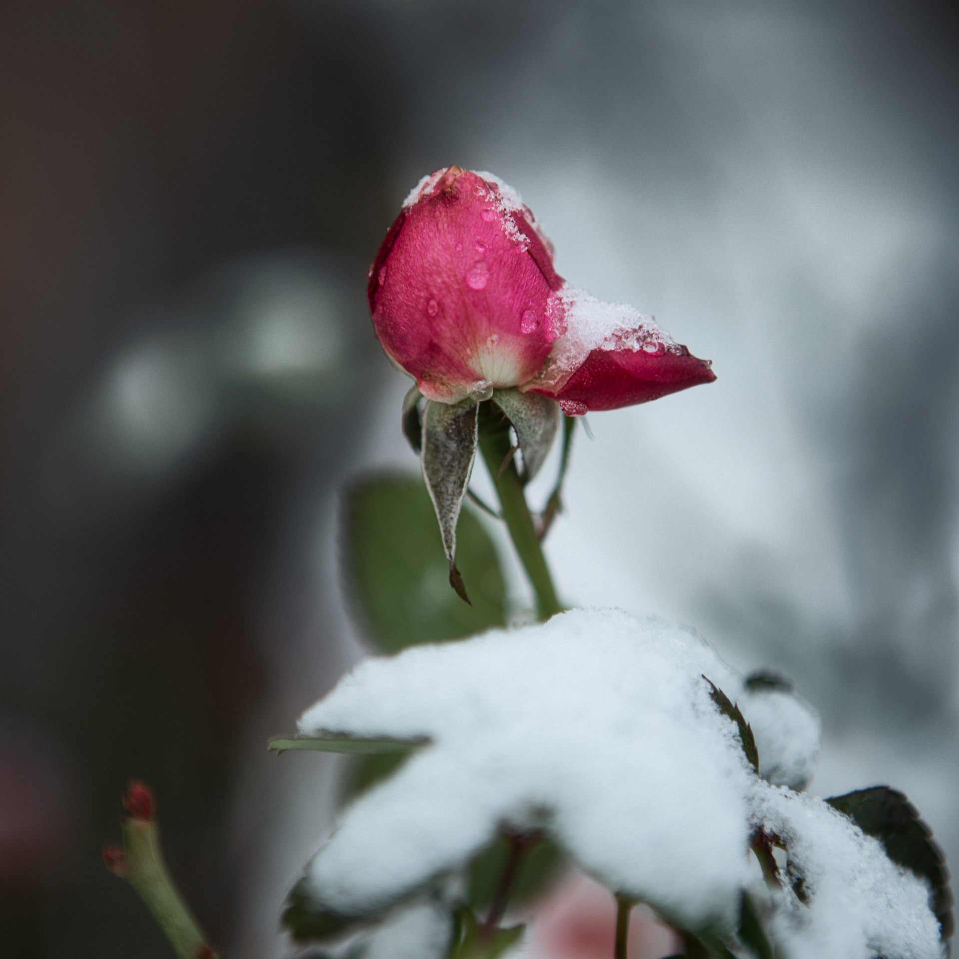 eine Rose ist eine Rose ist eine Rose